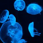 印度班加罗尔一板球场外发生踩踏事故致11死50伤