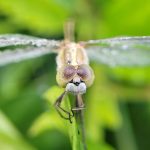 2025年美国东部主要中型电力公司商业客户满意度（附原数据表） ​​​